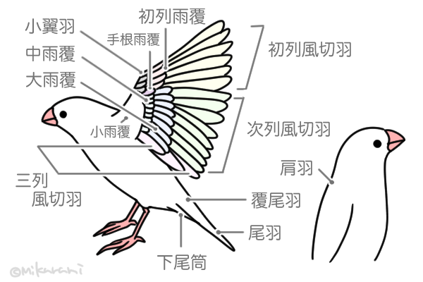 文鳥の羽のつくり 機能 注意してあげたい点など 文鳥デイズ