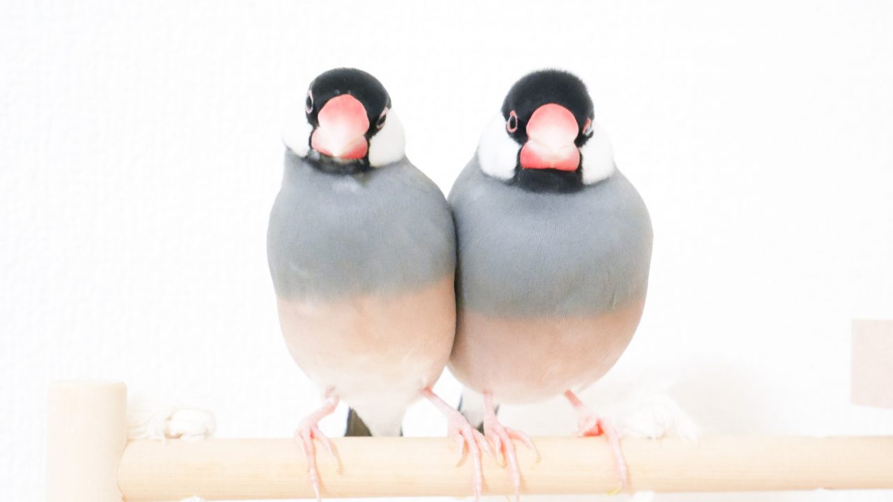 印刷 文鳥 可愛い 動物画像のダウンロード