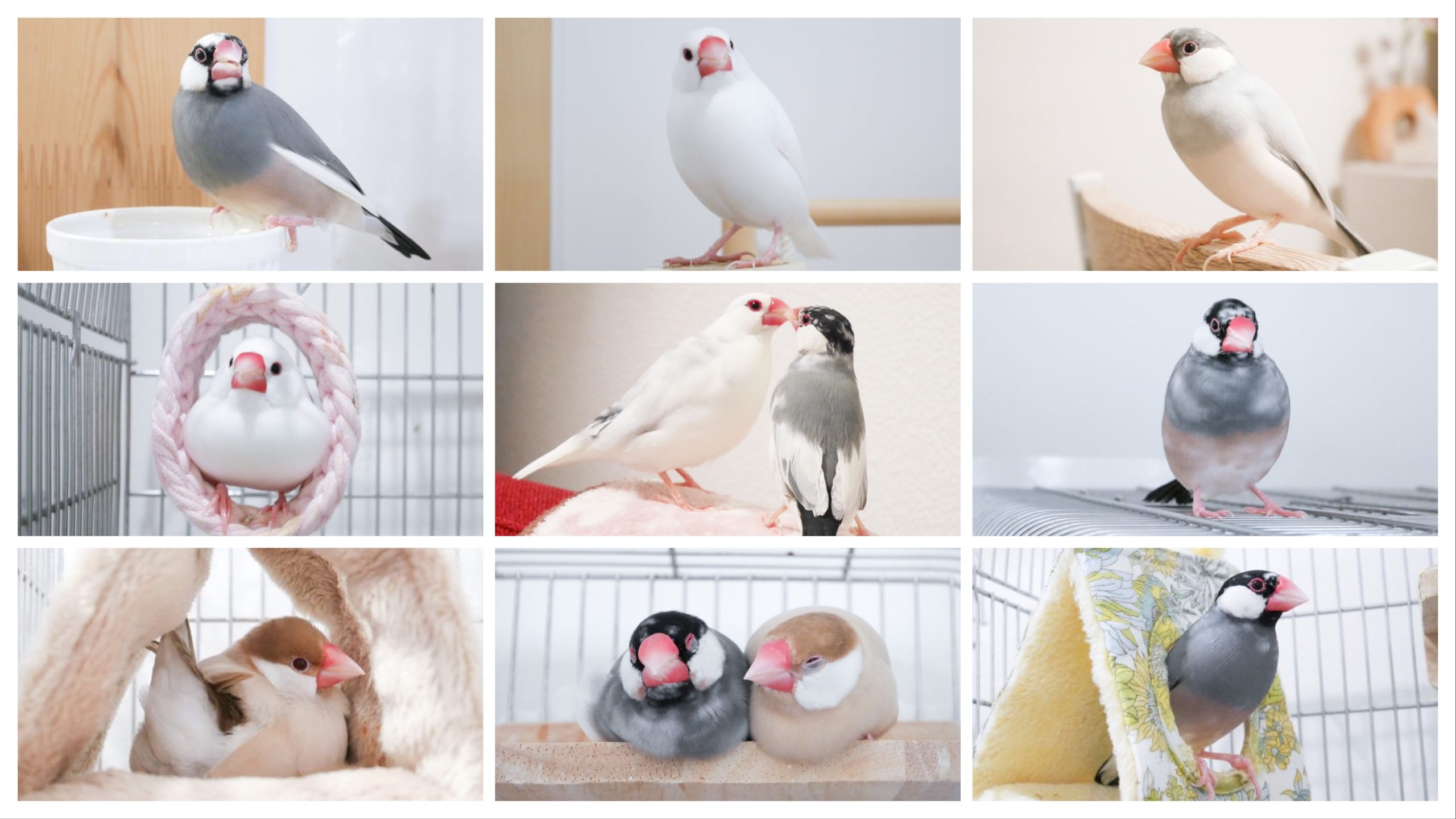 我が家の文鳥記録文鳥デイズ・buncho days