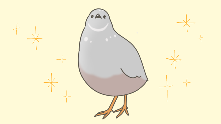 ヒメウズラのつきみとの暮らし ☾.*・゚ -うずらは砂浴び-